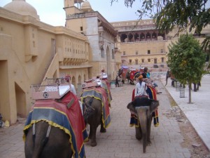 Amber Fort Elephant Pictures