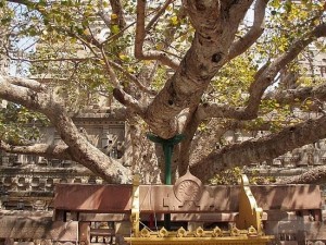 Bodhi Tree of Mahabodhi Temple