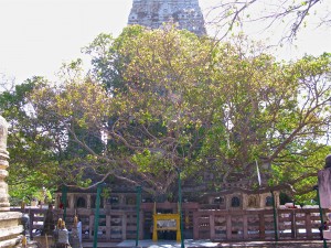Mahabodhi Temple Bodhi Tree