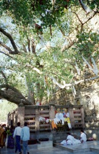 Mahabodhi Temple Bodhi Tree Pictures