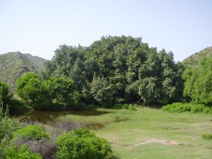Banyan Tree Inside Pharwala Fort