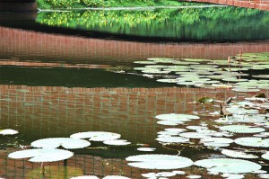 Jatiyo Smriti Soudho Lily Pond Pictures