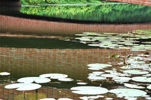 Jatiyo Smriti Soudho Lily Pond Pictures